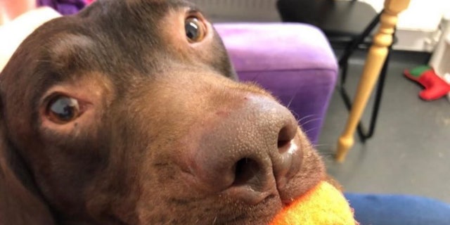 Coco is off all medication but reportedly continues to suffer from bouts of anxiety.