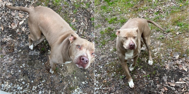 Pit bull dog named chief in two photos