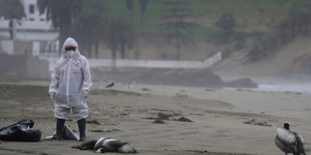 FILE - A municipal worker stands amid dead pelicans as a crew works to clear them from Santa Maria beach in Lima, Peru, Nov. 30, 2022, as thousands of birds died in November along the Pacific of Peru from bird flu, according to The National Forest and Wildlife Service (Serfor). 