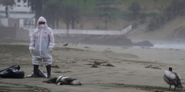 A municipal worker stands amid dead pelicans in Peru