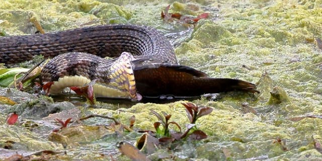 Diamondback water snake in Landa Park, Texas, expands its jaws to eat a sizable fish.