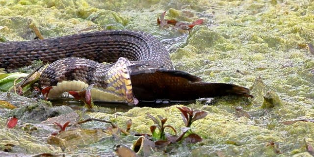 Diamondback water snake in Landa Park, Texas, expands its jaws to eat a sizable fish.