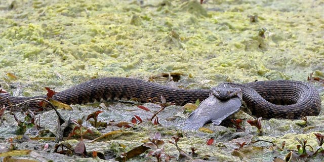 Diamondback water snake in Landa Park, Texas, eats a sizable fish.