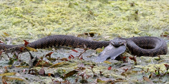 Diamondback water snake in Landa Park, Texas, eats a sizable fish.
