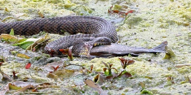 Diamondback water snake in Landa Park, Texas, slowly swallows a sizable fish.