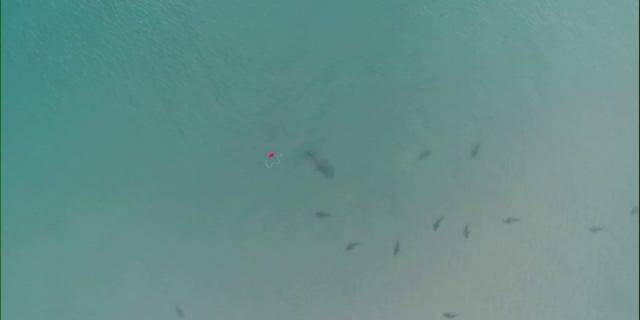 In all three events, blacktip sharks used the shallow waters close to shore as a refuge from a great hammerhead.