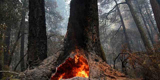 Fire at a forest in California