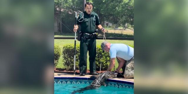 Deputy Robert Santiago and Scott Swartley wrangled the alligator from the pool.