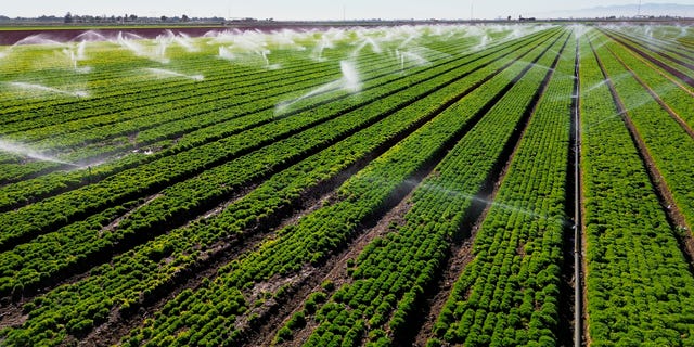 This aerial view shows sprinklers watering a lettuce field in Holtville, California on Feb. 9, 2023. These fields and others in the Imperial Valley in southern California are dependent on the Colorado River.