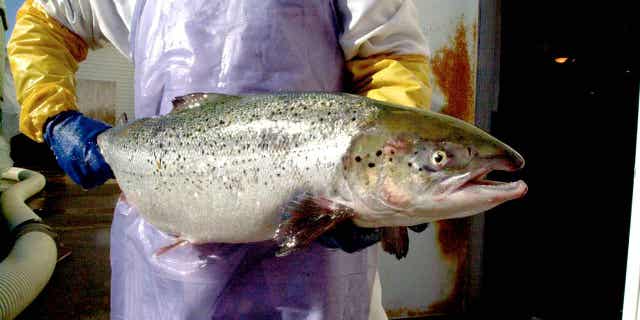 Salmon in Maine