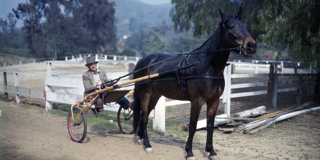 James Cagney in the harness of one of his horses