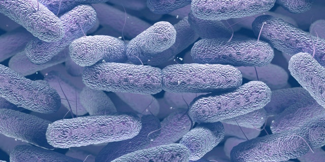 Bacteria