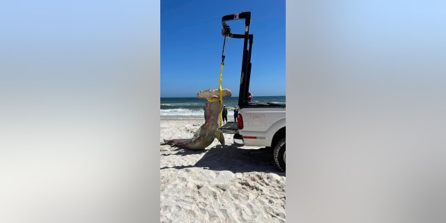 The critically endangered great hammerhead shark was lifted off the beach