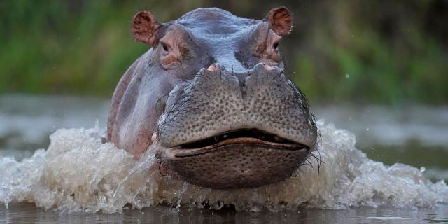 A hippo swims in the Magdalena river in Puerto Triunfo, Colombia, on Feb. 16, 2022.