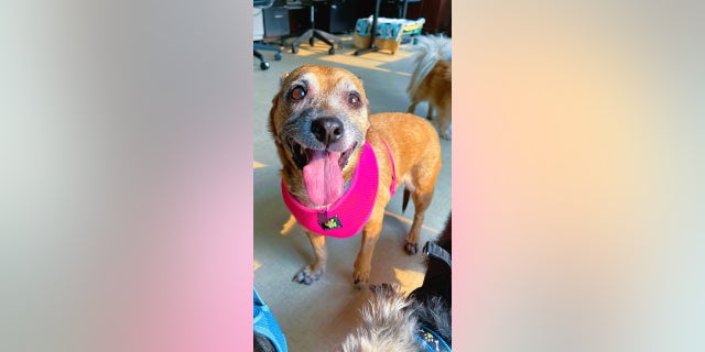 Bou Bou is available from the Muttville Senior Dog Rescue in San Francisco. "She is truly the kindest girl!" said her foster mom.