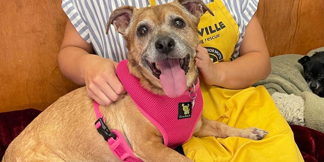 Bou Bou is a 10-year-old "all-American" mix looking for her forever home.