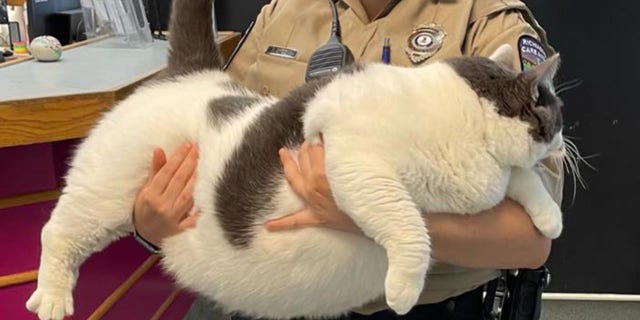 Fat cat adopted