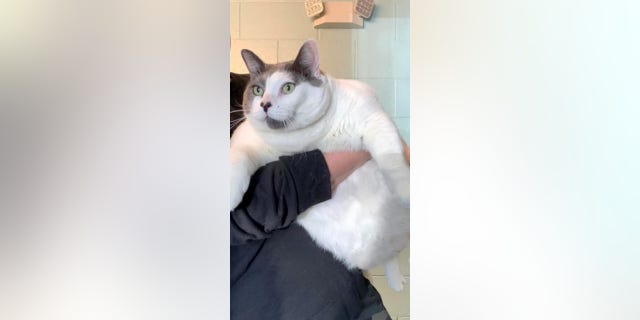 Fat cat adoption