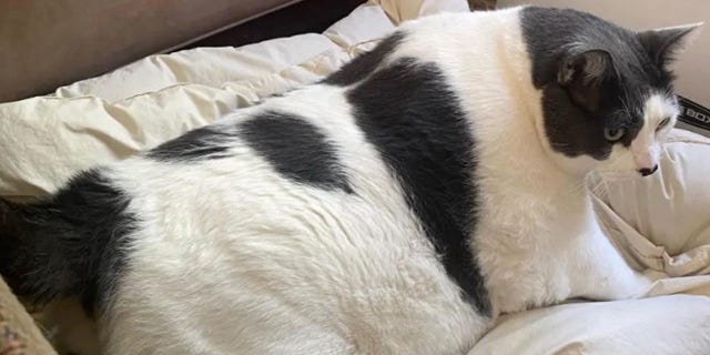Fat cat adoption