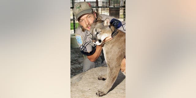 Joe hugging "Sheba", North American mountain lion