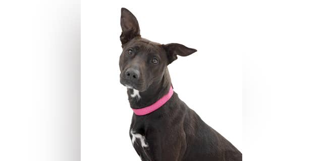 Lampy, a three-year-old Labrador mix, is one of the dogs scheduled to appear at the speed-dating event. Lampy's adoption fee will be waived.