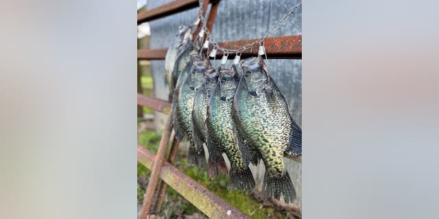 Crappies are a North American freshwater game fish who are a part of the sunfish family. Logan Cernosek of Arkansas caught several in April 2023 while fishing with a friend in Randolph County.