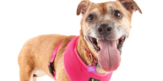 Bou Bou is great on walks and loves to sit to be petted, said the shelter.