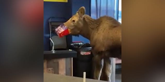 Moose in Alaska movie theater