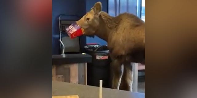 Moose in Alaska movie theater