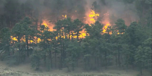 Orange and yellow flames peak out from behind the trees