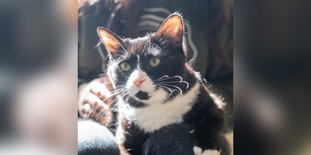 Olivia, a 12-year-old cat with diabetes, is living in a foster home in Maine.