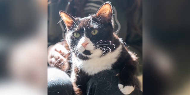 Olivia, a 12-year-old cat with diabetes, is living in a foster home in Maine.