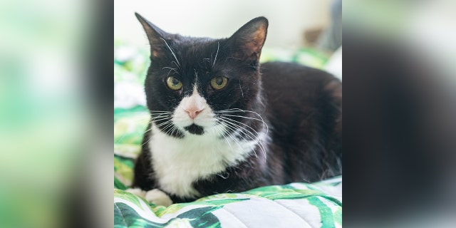 Olivia will need daily medication for the rest of her life but is "well worth the cost," according to the shelter.