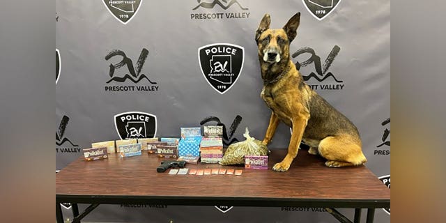 Prescott Valley Police K9 Kato