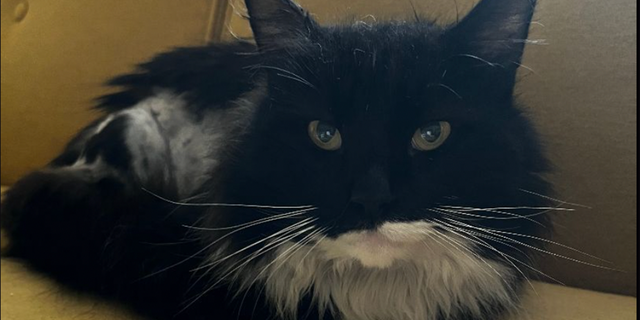 Maryland cat named Oyster hopes to be the pearl of a brand new household Maryland cat named Oyster hopes to be the pearl of a brand new household