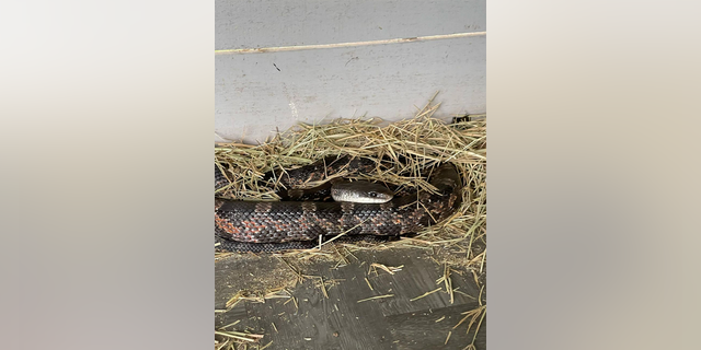 Rat snakes, also known as Chicken Snakes, are often found in chicken coops, Graham explained.