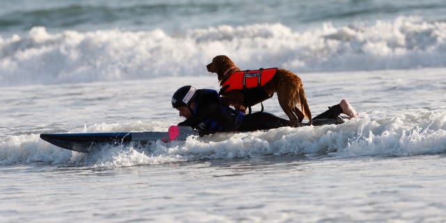 Patrick Ivison, 15, and Ricochet, a golden retriever surfing partner, cruising toward shore during a surfing session at the Cardiff State Beach in San Diego.