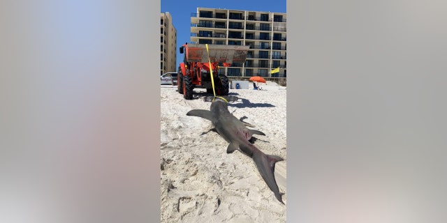 Le personnel du service des ressources côtières de la ville d'Orange Beach a aidé à retirer le grand requin marteau