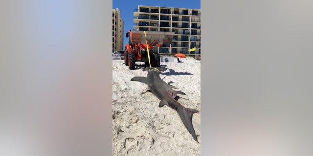 Orange Beach Şehri Kıyı Kaynakları Departmanı personeli, büyük çekiç kafalı köpekbalığının çıkarılmasına yardım etti