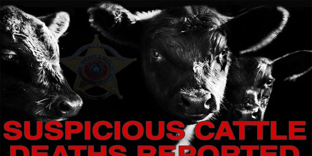 Suspicious Cattle Texas ranches