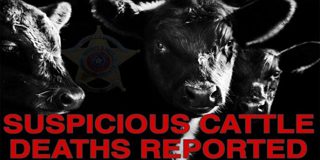 Suspicious Cattle Texas ranches