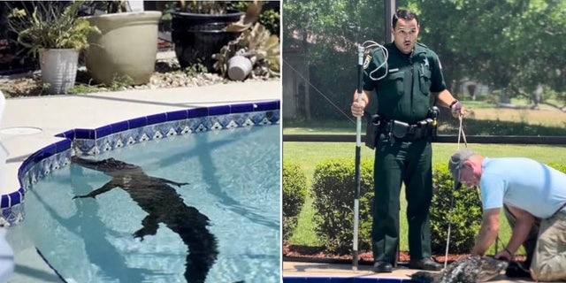 An 8-foot alligator decided to take a dip in a Brevard County pool this week.