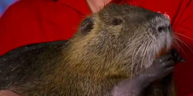 Neuty the Nutria has become a celebrity in his hometown.
