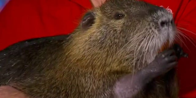 Neuty the Nutria has become a celebrity in his hometown.