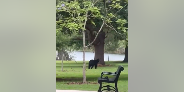 Bear roaming around park