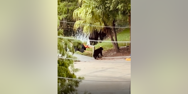 Young black bear roaming in Orlando