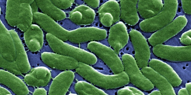 Vibrio vulnificus bacteria usually lives in warm, brackish seawater.