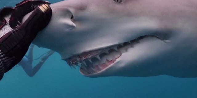 Snooty was caught on camera swimming up to a diver in Florida, with the shark's permanent ‘smile’ visible.