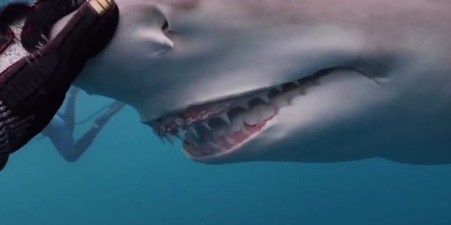 Snooty was caught on camera swimming up to a diver in Florida, with the shark's permanent ‘smile’ visible.