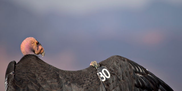 A numbered tag and radio transmitter hangs from the wing of a female California Condor at Grand Canyon National Park in Grand Canyon, Arizona, on Wednesday, June 24, 2015.
